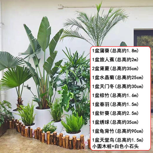 热带风情-庭院子露天阳台花园商场设计布置绿植盆栽大型天堂鸟针葵旅人蕉时令花上门摆 商品图1