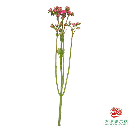 长寿花-油画粉 商品图6