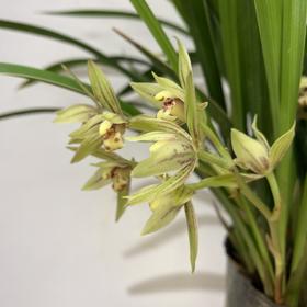 【绿植】彩虹兰花