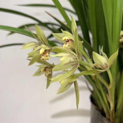 【绿植】彩虹兰花 商品图0