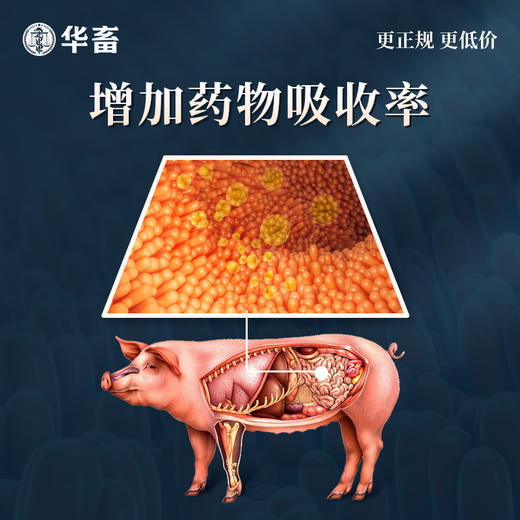 华畜麻杏石甘散1kg 肺炎咳喘 清肺止咳 禽畜通用呼吸道药 商品图5