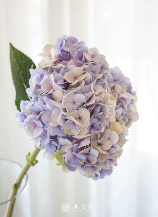 绣球（1枝） 商品图5