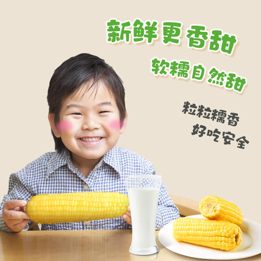 昔日印象新鲜白糯玉米即食黏粘甜糯玉米肥真空包装减代餐 商品图4