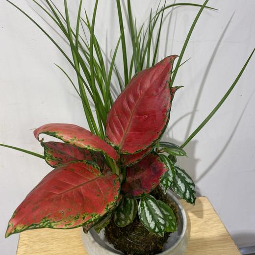 【绿植】红颜三拼 商品图1