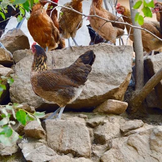 天柱山老母鸡 商品图7