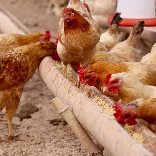 天柱山老母鸡 商品图8