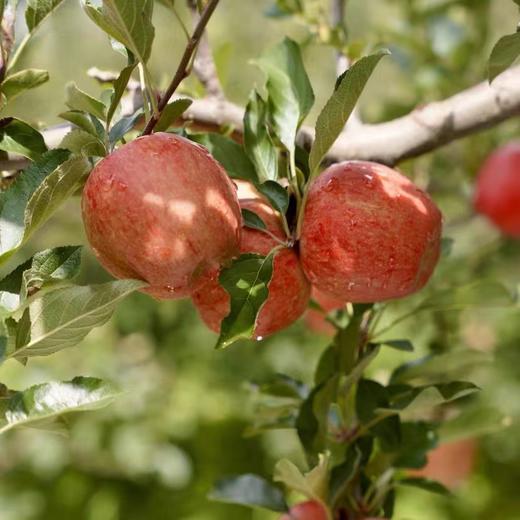 周四取货：【大凉山丑苹果】一份4斤左右，超甜超水，无渣，超级好吃！！！ 商品图2