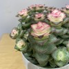 【绿植】多肉-星王子 商品缩略图2