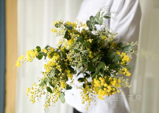 【合金欢.轻奢】1扎约3-4支/份  毛毛茸茸的很是可爱 可做干花保存 花语及时享乐 商品图3