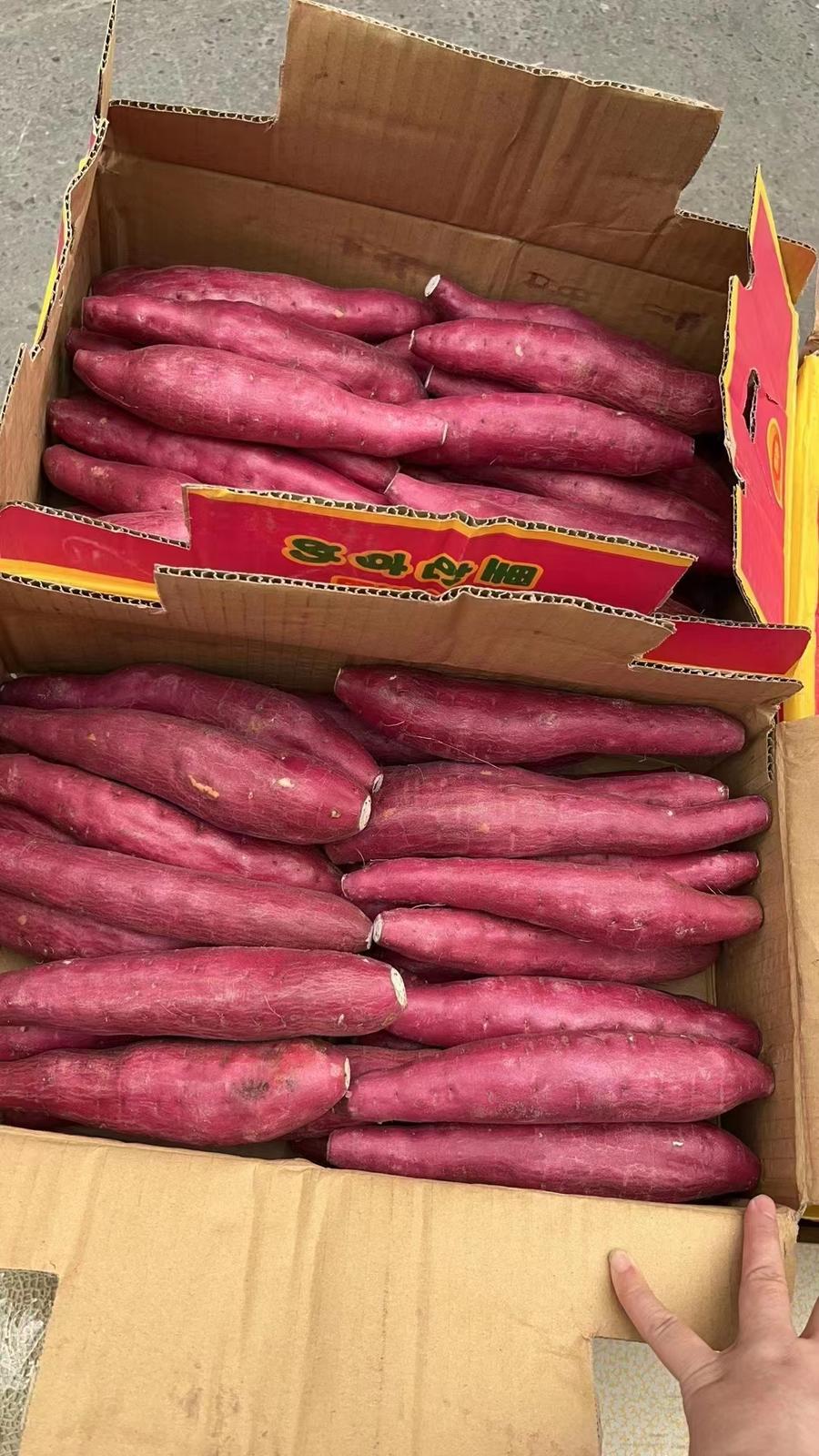 【全国包邮】日本地瓜~鲜艳的外观让人很有食欲,像栗一样吃起来口感