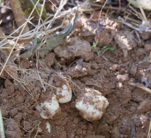 【时令蔬菜】洋姜 750g 商品图3