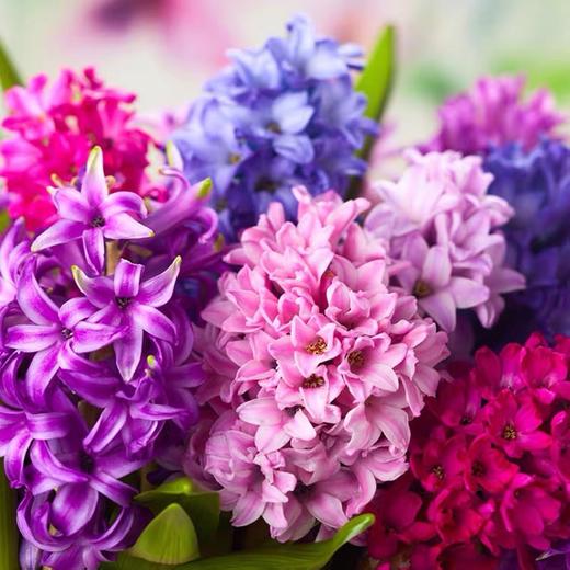 【绿植】风信子 商品图1