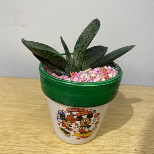 【绿植】多肉-夜光杯 商品图1