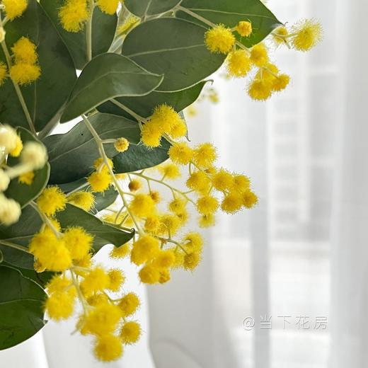 【合金欢.轻奢】1扎约3-4支/份  毛毛茸茸的很是可爱 可做干花保存 花语及时享乐 商品图13