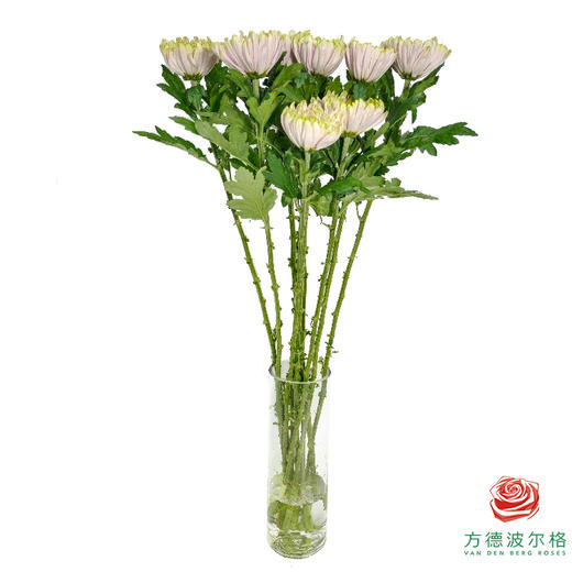 单头菊 罗斯安娜粉绿 商品图6