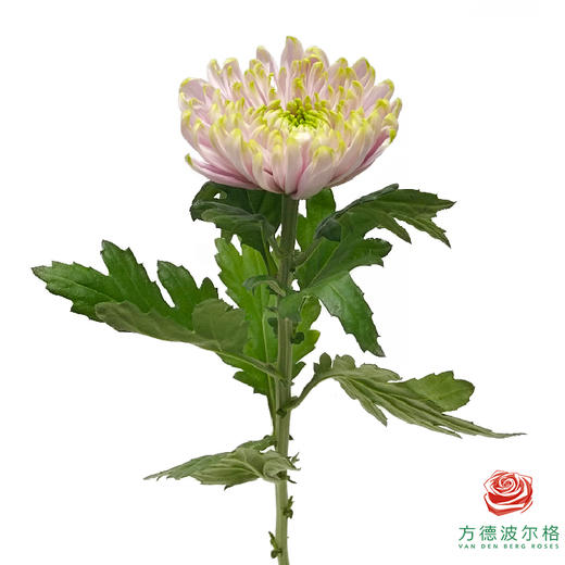 单头菊 罗斯安娜粉绿 商品图4