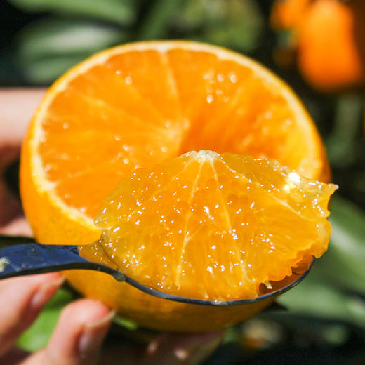 【果蔬精选】爱媛38号果冻橙 新鲜采摘 皮薄肉嫩果香浓郁 酸甜多汁 可以吸着吃的鲜橙 无核无渣老少皆宜 商品图0