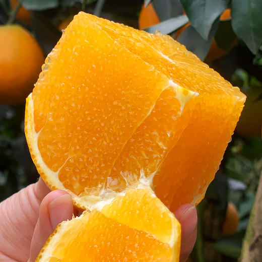 【果蔬精选】爱媛38号果冻橙 新鲜采摘 皮薄肉嫩果香浓郁 酸甜多汁 可以吸着吃的鲜橙 无核无渣老少皆宜 商品图2