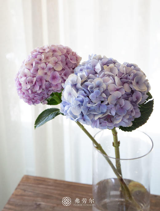 绣球（1枝） 商品图2