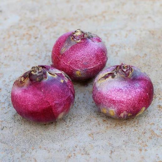 【绿植】风信子 商品图2