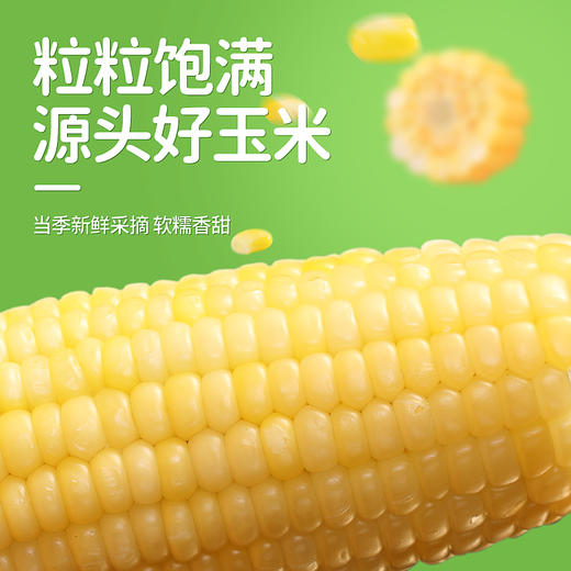 昔日印象新鲜白糯玉米即食黏粘甜糯玉米肥真空包装减代餐 商品图2