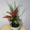 【绿植】红颜三拼 商品缩略图2