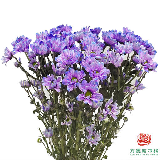 吸色多头小菊 紫色 商品图1