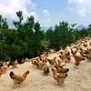 天柱山老母鸡 商品缩略图10