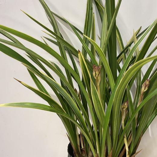 【绿植】彩虹兰花 商品图2