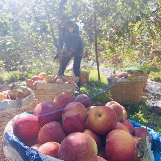 周四取货：【大凉山丑苹果】一份4斤左右，超甜超水，无渣，超级好吃！！！ 商品图4