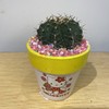 【绿植】多肉-夜光杯 商品缩略图2