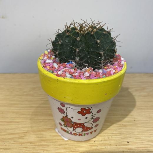 【绿植】多肉-夜光杯 商品图2