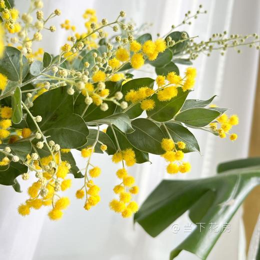 【合金欢.轻奢】1扎约3-4支/份  毛毛茸茸的很是可爱 可做干花保存 花语及时享乐 商品图5