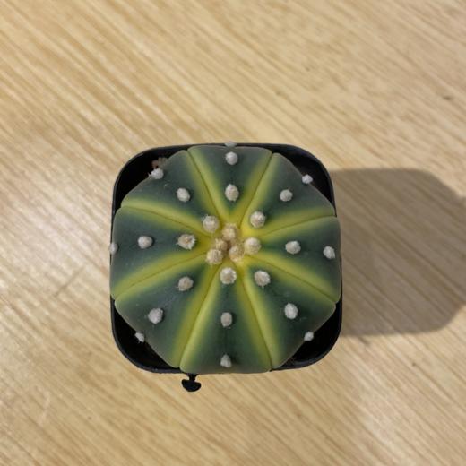 【绿植】多肉-星球 商品图2