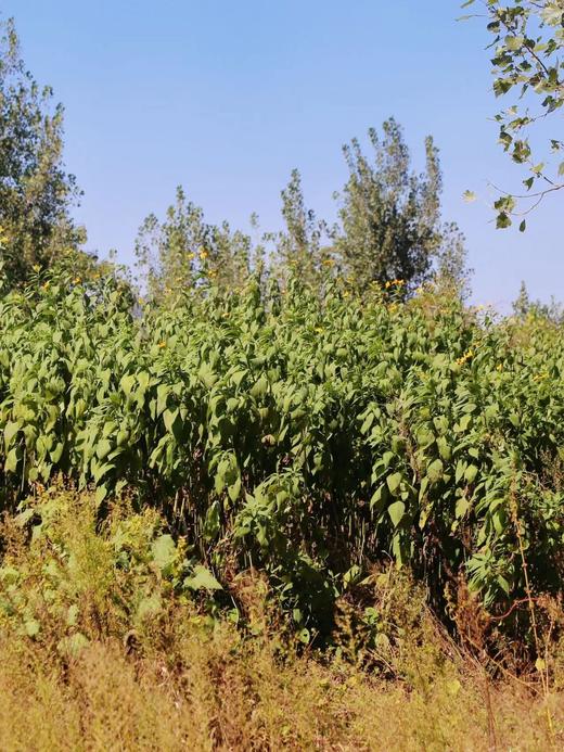 【时令蔬菜】洋姜 750g 商品图4