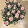 【绿植】多肉-星王子 商品缩略图1