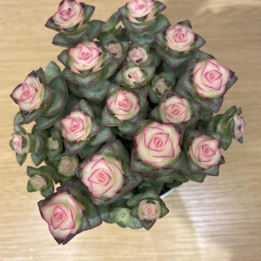 【绿植】多肉-星王子 商品图1