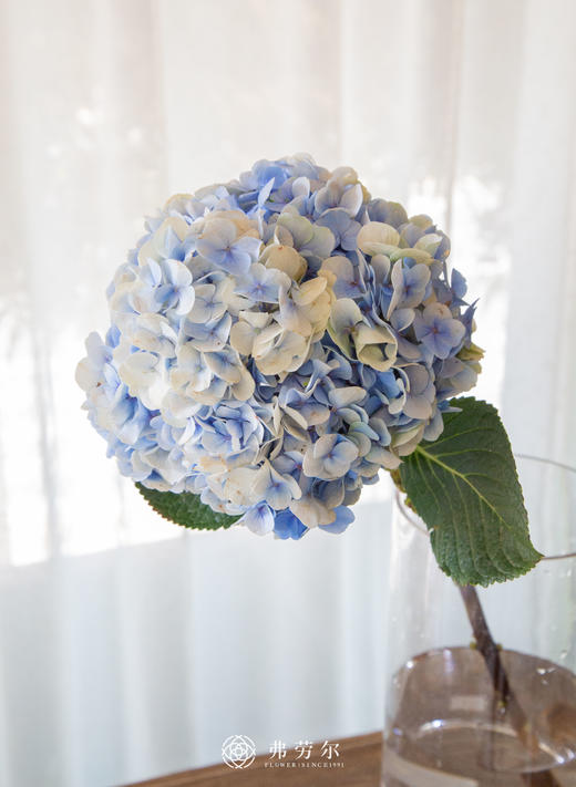 绣球（1枝） 商品图3