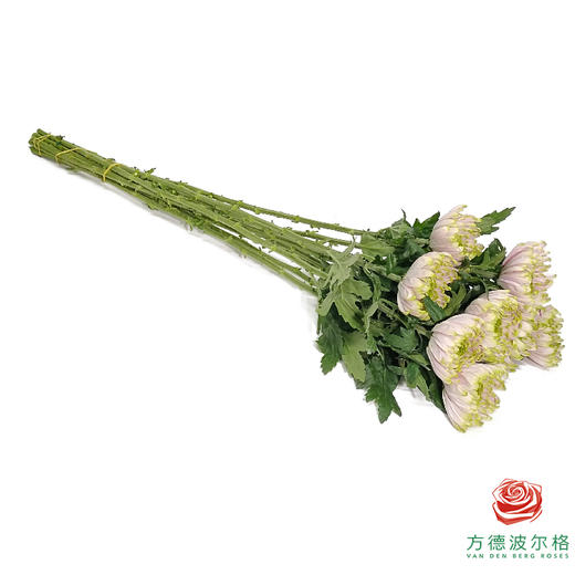 单头菊 罗斯安娜粉绿 商品图5