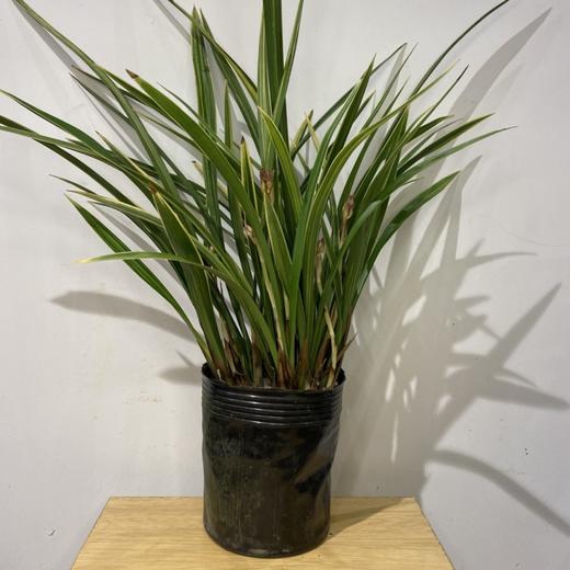 【绿植】彩虹兰花 商品图1