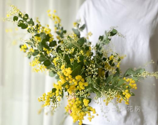 【合金欢.轻奢】1扎约3-4支/份  毛毛茸茸的很是可爱 可做干花保存 花语及时享乐 商品图4