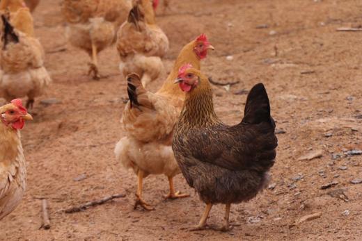 天柱山老母鸡 商品图12