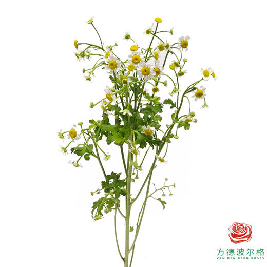 洋甘菊 单瓣 白色 商品图3