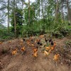 【寻味武隆】武隆深山老土鸡，飞入寻常百姓家，三年下蛋老母鸡 商品缩略图1