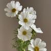 配花-格桑花-白色 商品缩略图1
