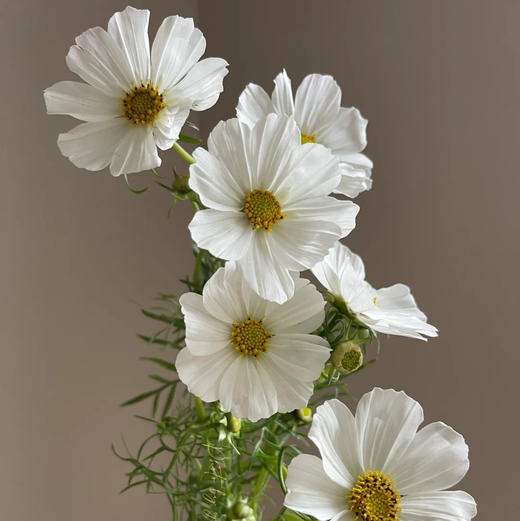 配花-格桑花-白色 商品图1