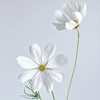 配花-格桑花-白色 商品缩略图2