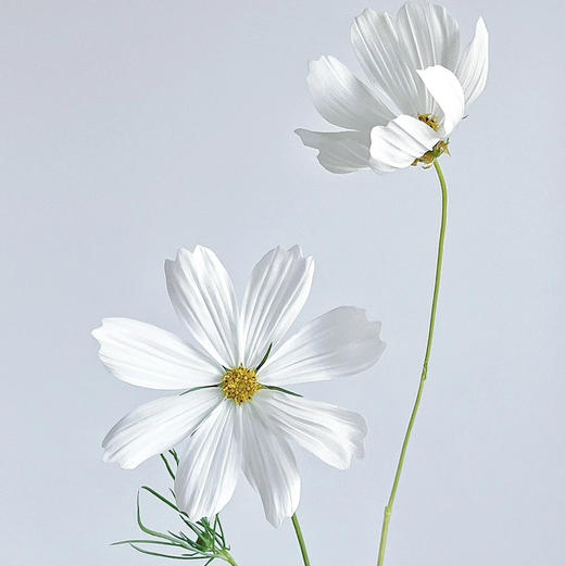 配花-格桑花-白色 商品图2