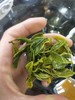 【茶馆茶叶】小众茶第46期丨【北方佳人】寒露白毫青茶 商品缩略图3