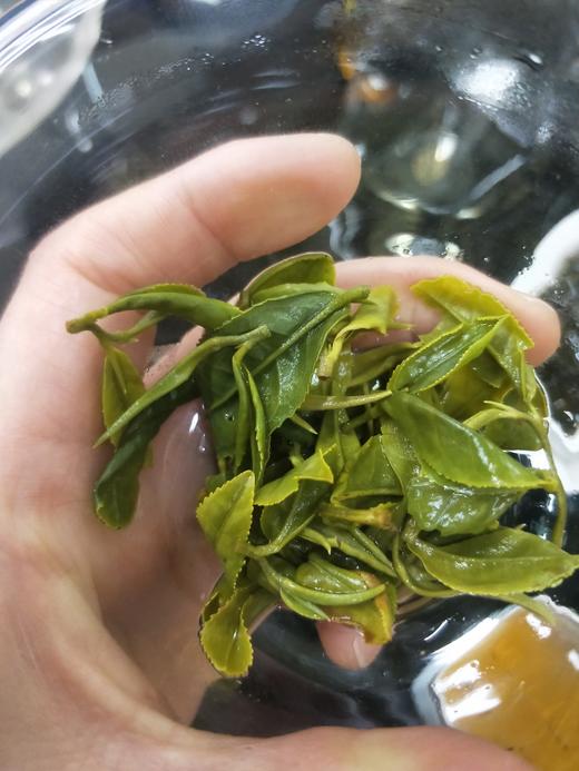 【茶馆茶叶】小众茶第46期丨【北方佳人】寒露白毫青茶 商品图3